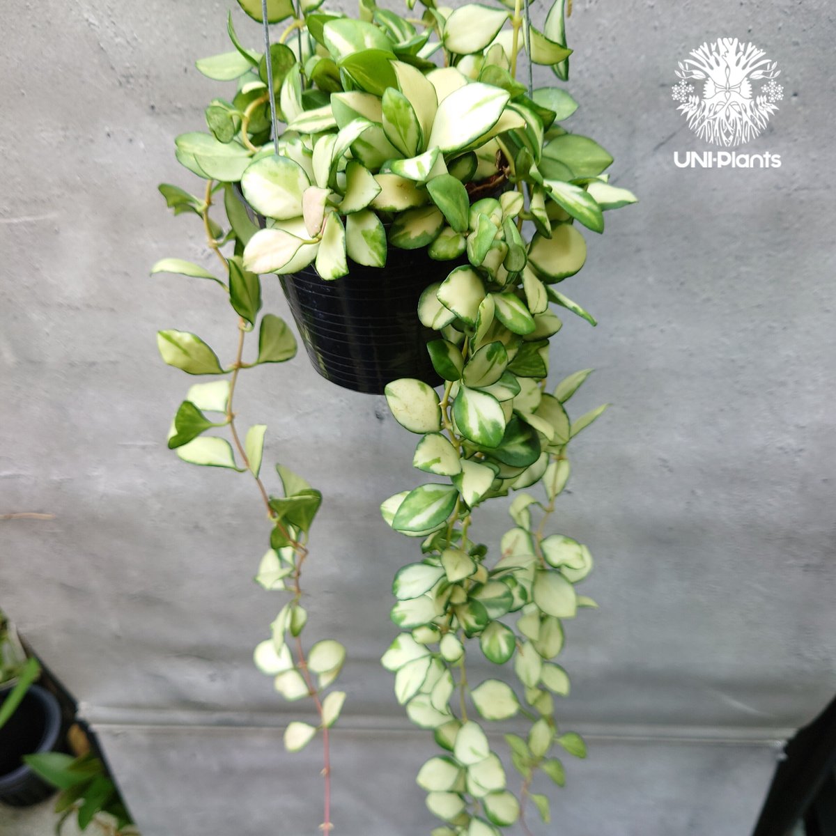 ホヤ ヘウスケリアナ バリエガータ Hoya Heuschkeliana variegata