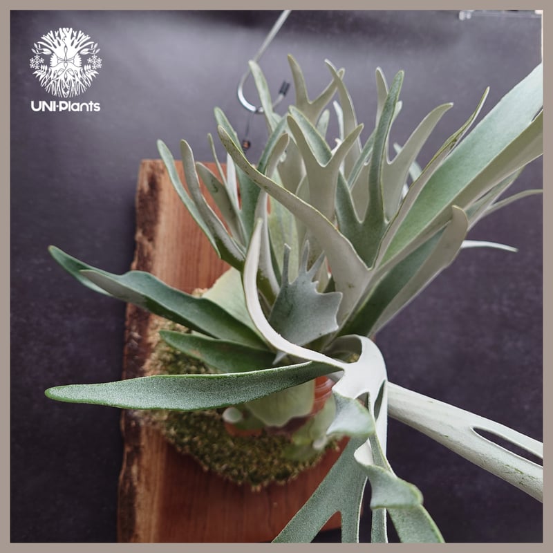 ビカクシダ ベイチー ワイルド オーストラリア 子株 板付け ビカクシダ