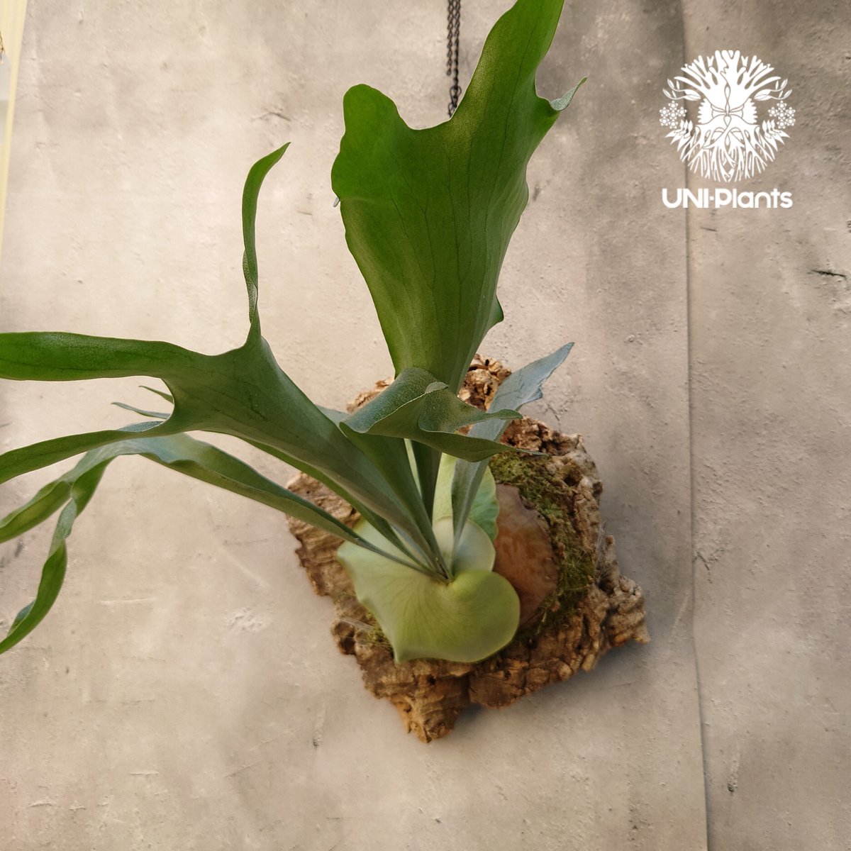 ビカクシダ アルシコルネ Platycerium alcicorne コウモリラン ビカク