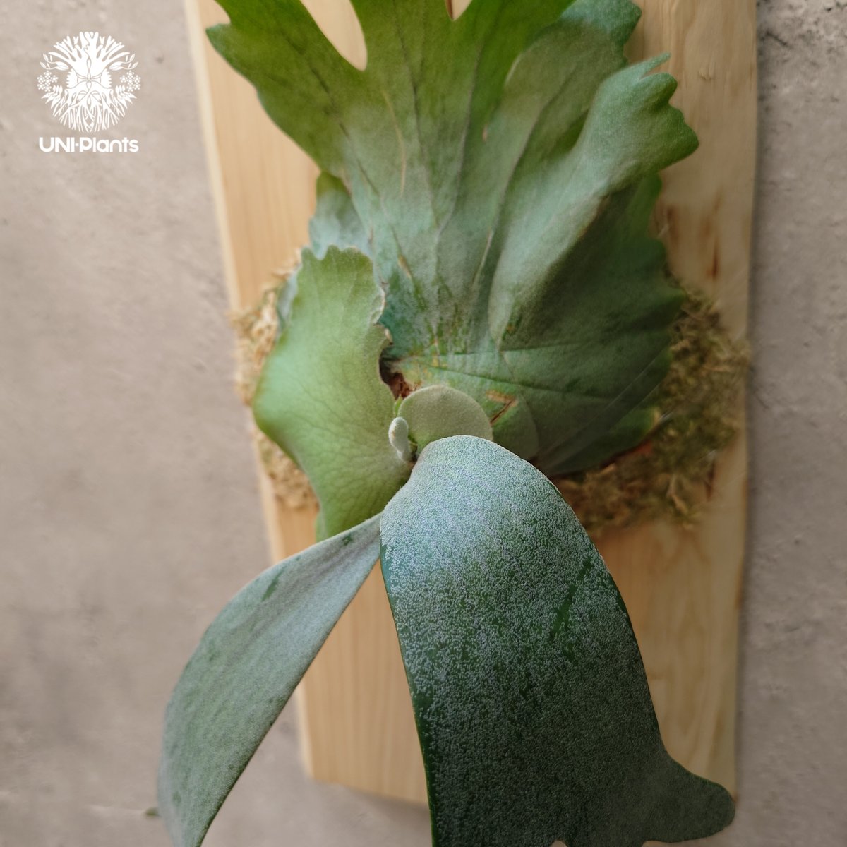 Platycerium willinckii wild East Java (pup) ビカク