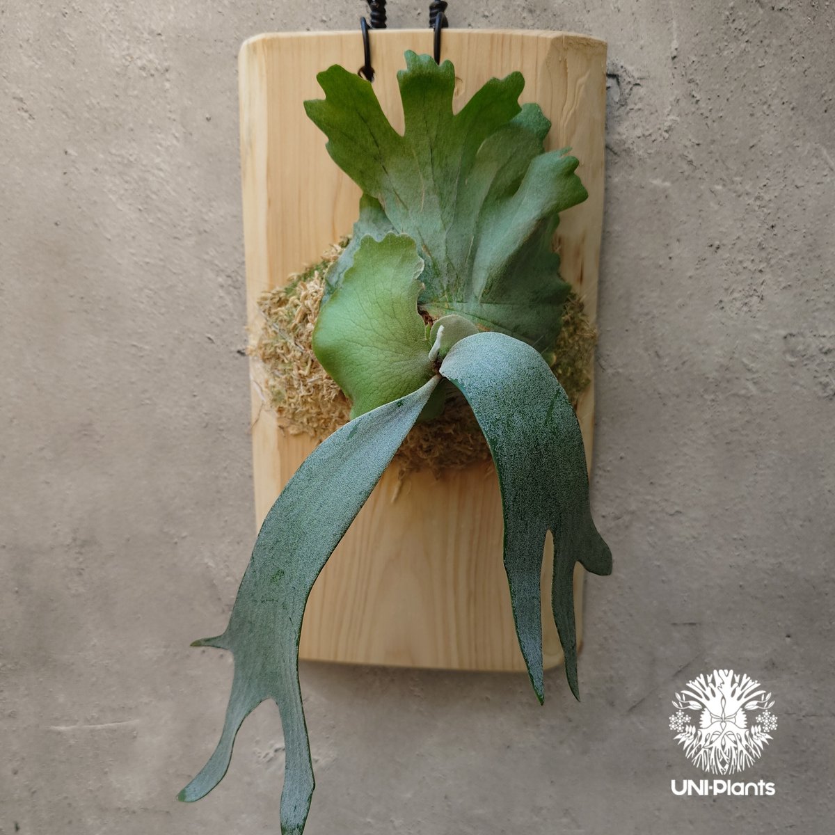 Platycerium willinckii wild East Java (pup) ビカク