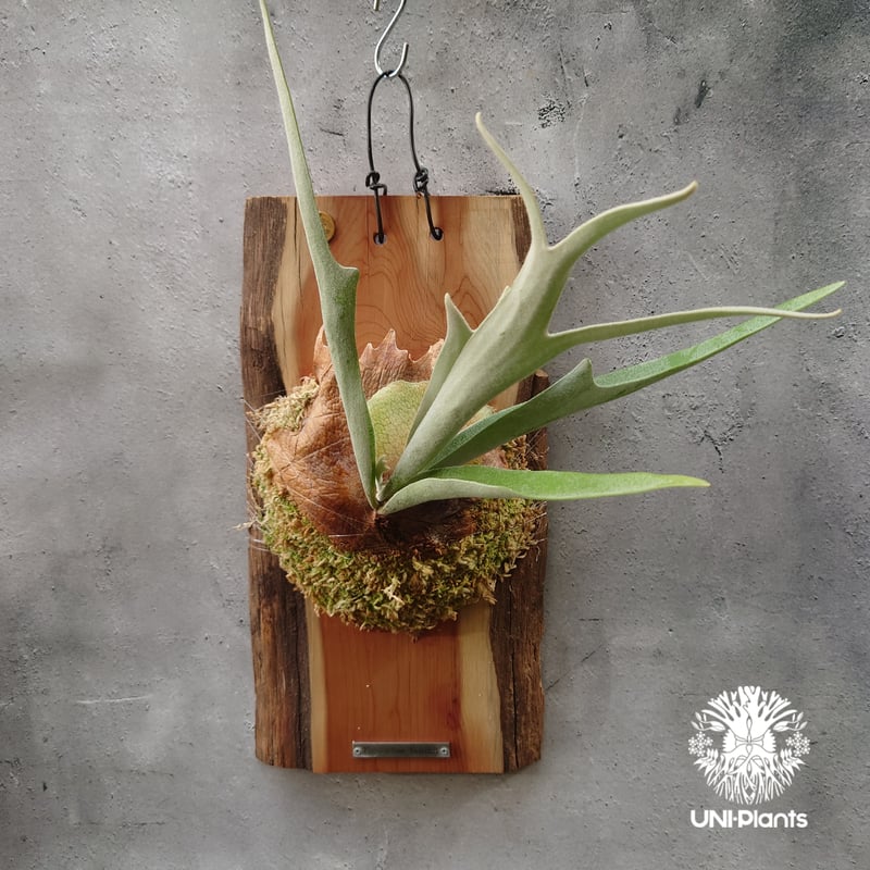 ビカクシダ ベイチー(子株) Platycerium veitchii(pup) コウモリラン