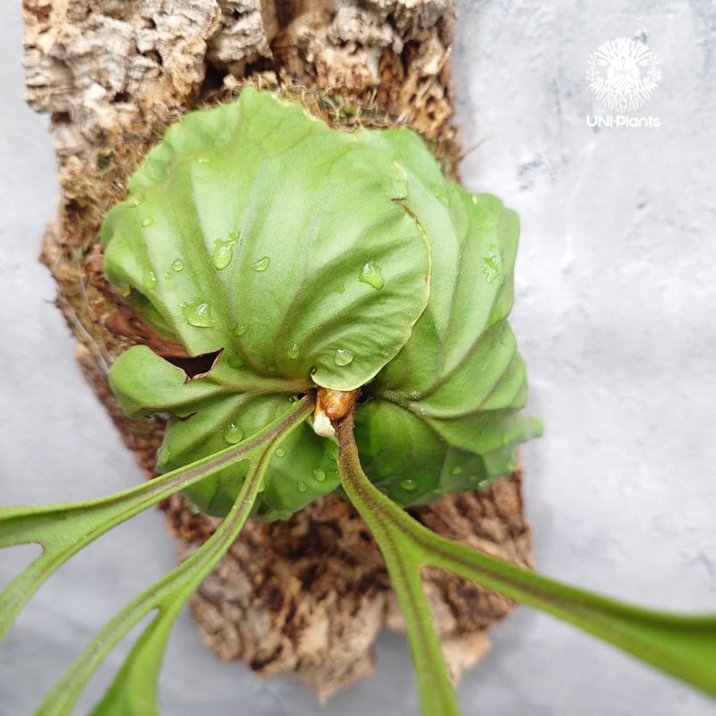 タイ直輸入・現地選抜】ビカクシダ リドレイ パカラン｜希少種