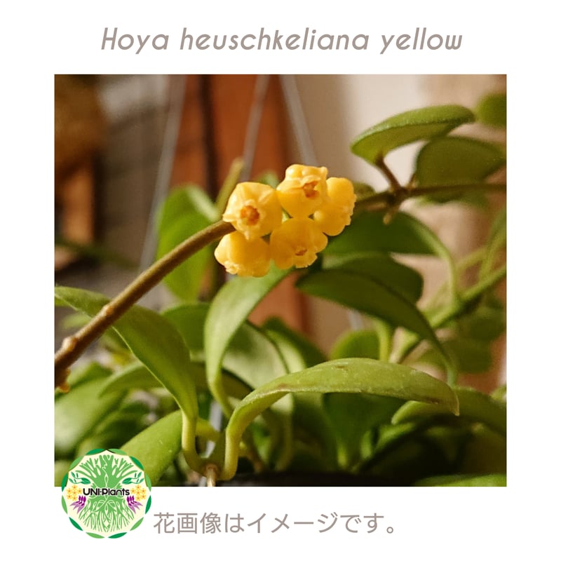 ホヤ ヘウスケリアナ 斑入 花座 大鉢 アクアセル入り ホヤ