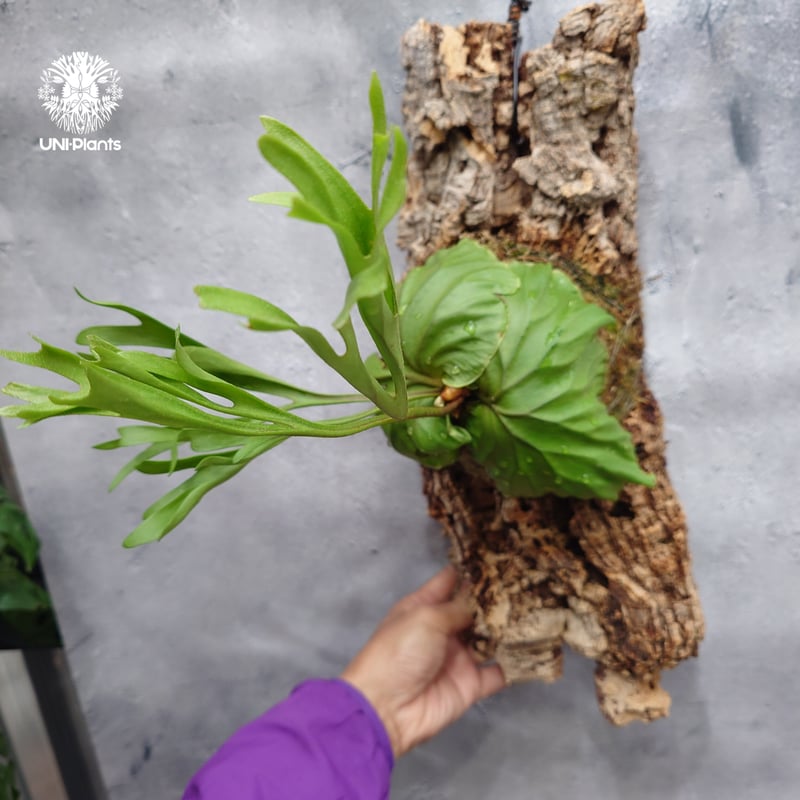 タイ直輸入・現地選抜】ビカクシダ リドレイ パカラン｜希少種