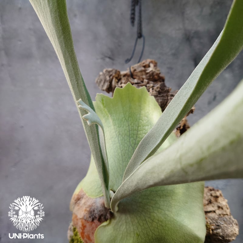 ビカクシダ ベイチー シルバーフロンド Patycerium veitchii cv. Sil