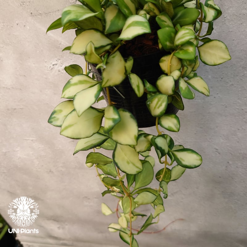 ホヤ ヘウスケリアナ 斑入 花座 大鉢 アクアセル入り ホヤ