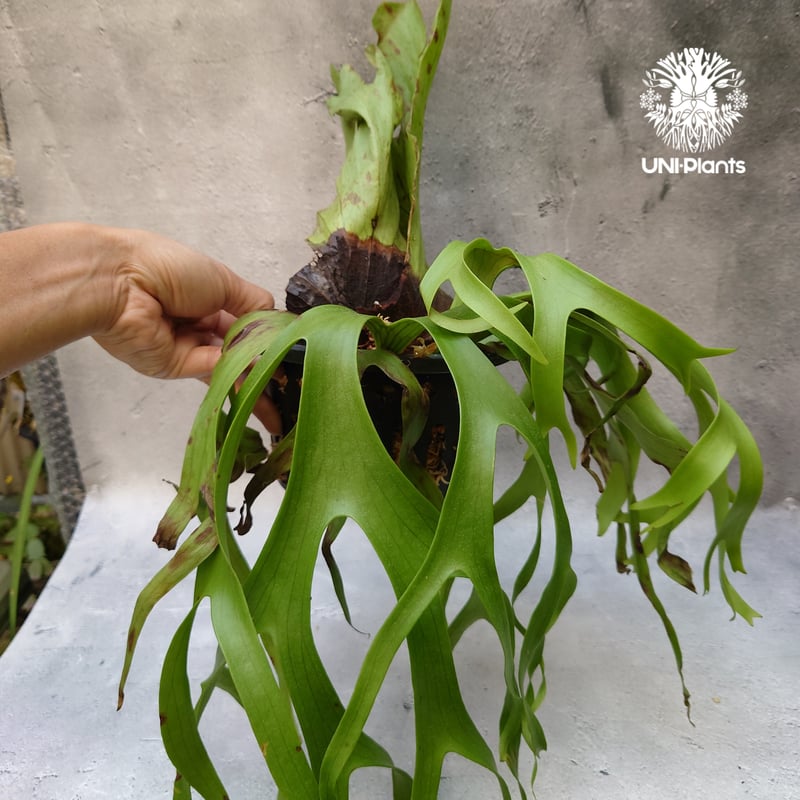 Platycerium coronarium phils dwarf ビカクシダ コロナリウム