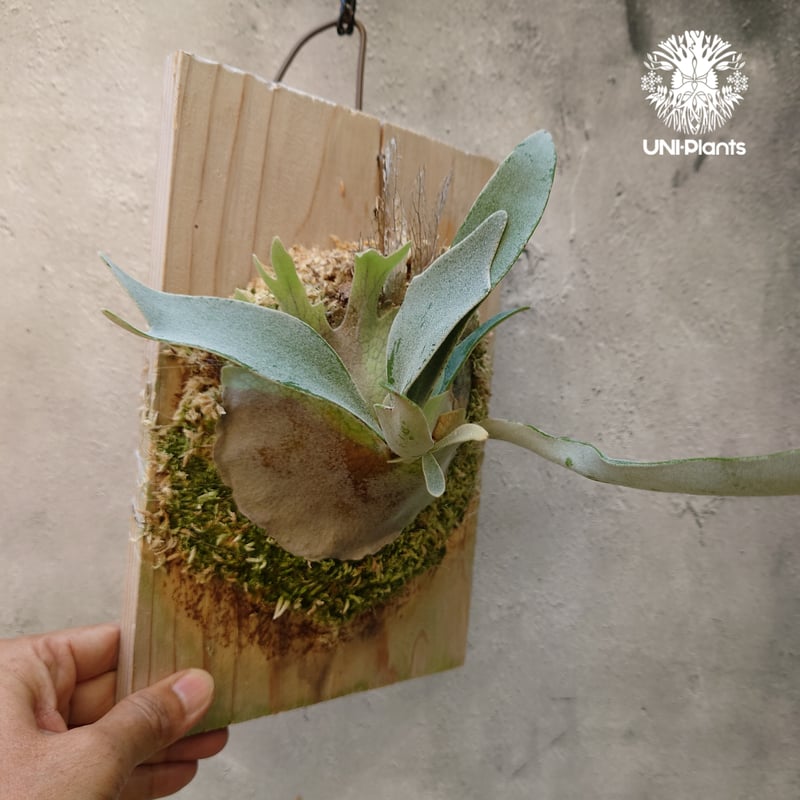 ビカクシダ ベイチー ワイルド Patycerium veitchii wild コウモリラン