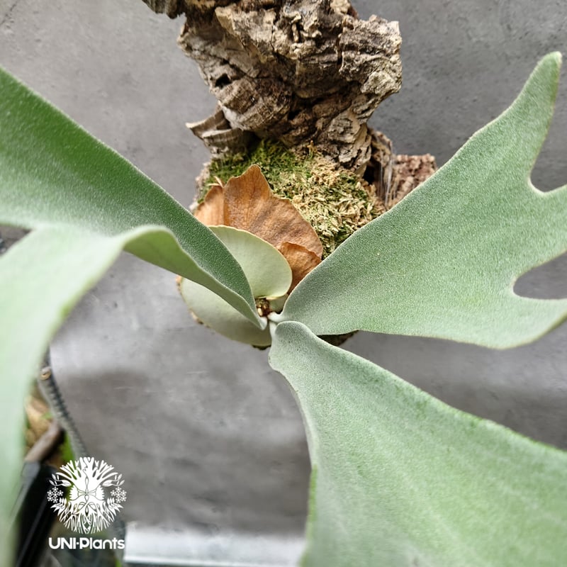 ビカクシダ ベイチー シルバーフロンド Patycerium veitchii cv. Sil