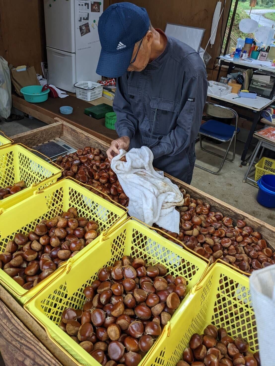 熟成栗】特大粒サイズ：4L以上 甘さ際立つ能登栗 1キロ～（予約：11月