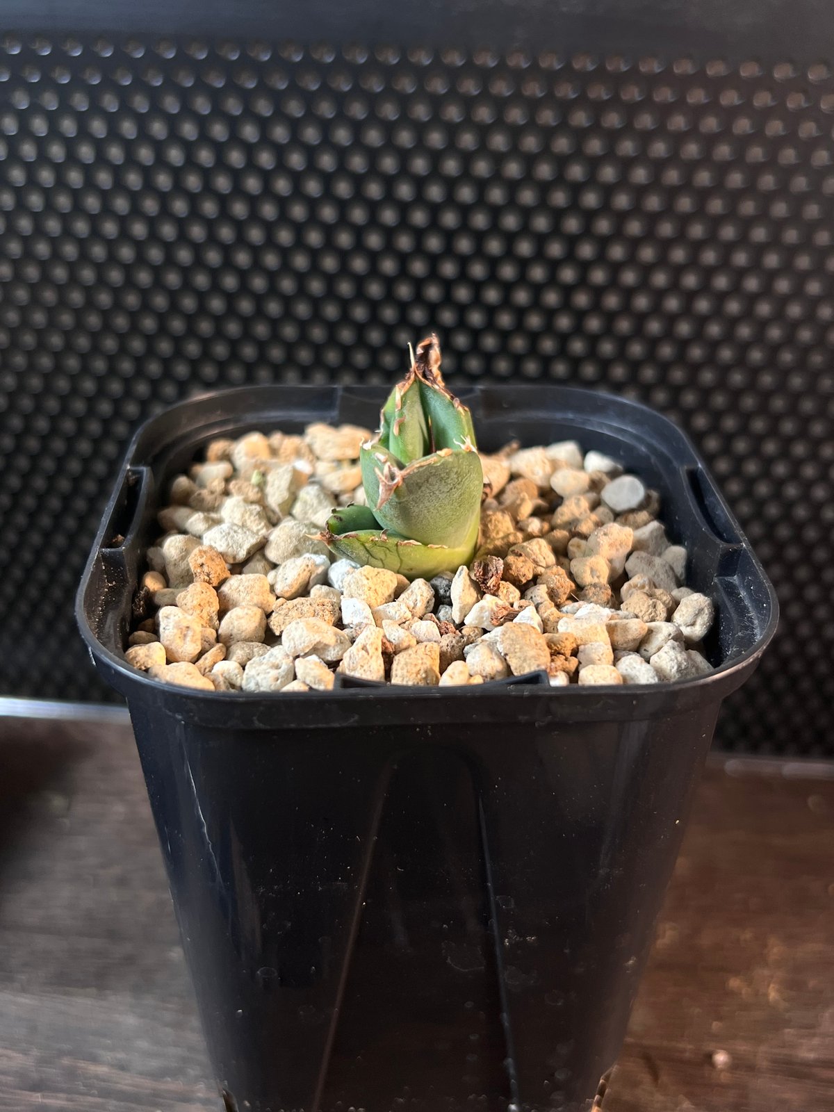 オアハカワイルド子株【MW001】育成株直の子株 | Miura Farm