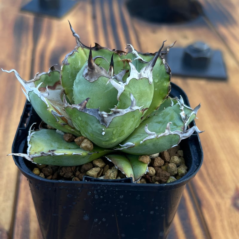 アガベ【白鯨】小株 | Miura Farm