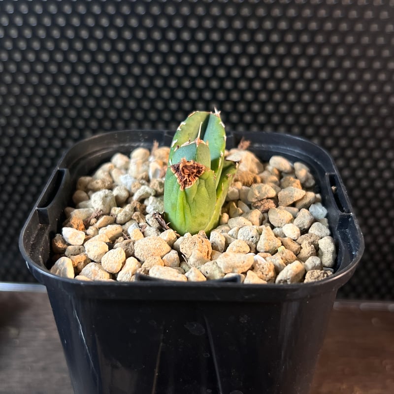 オアハカワイルド子株【MW001】育成株直の子株 | Miura Farm