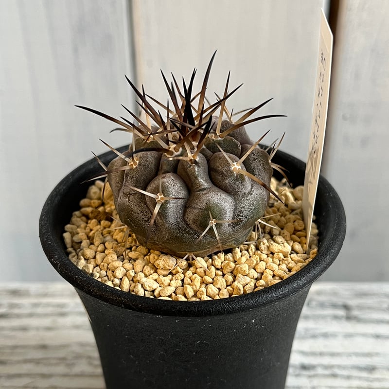 コピアポア 黒王丸⑤ | Hanayoshi