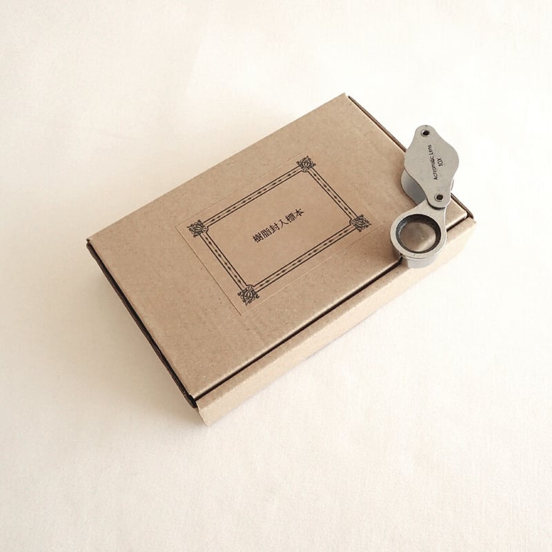 タカノケフサイソガニ樹脂封入標本 L (木製標本箱入り) | Atelier BIOTA