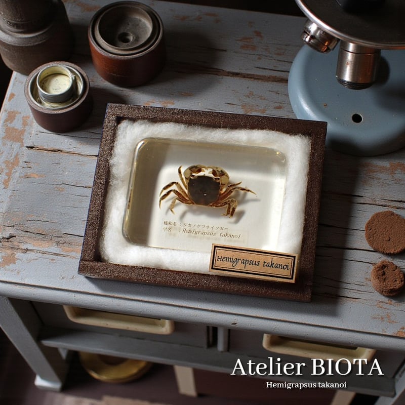 タカノケフサイソガニ樹脂封入標本 L (木製標本箱入り) | Atelier BIOTA