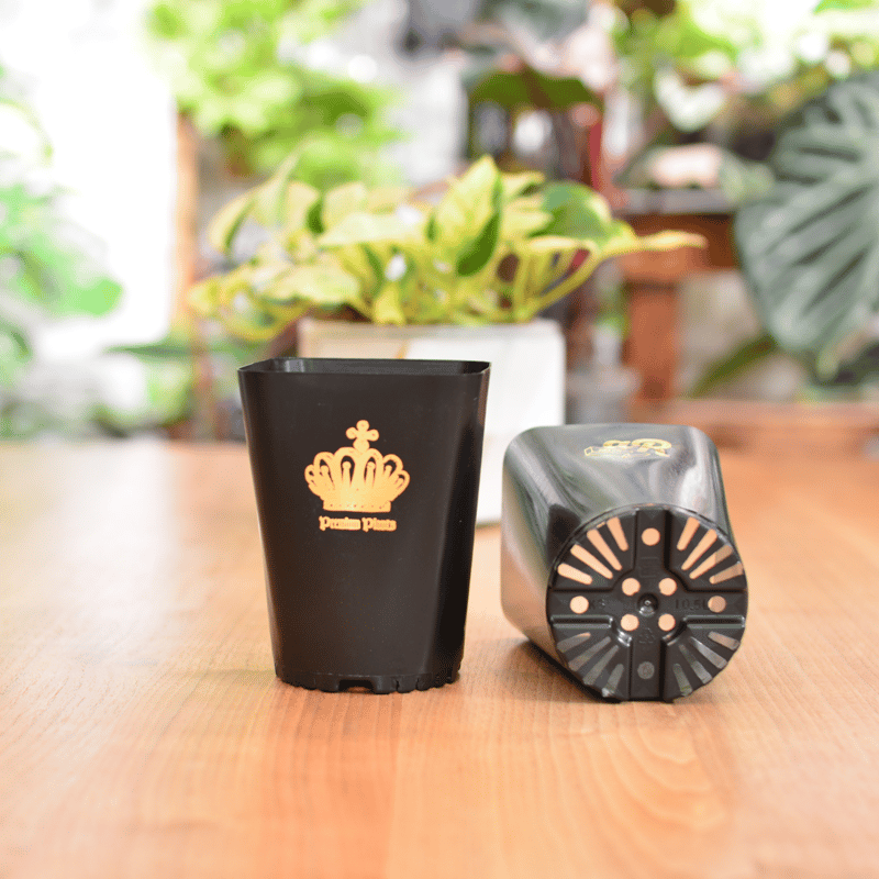 Neo Put Brack 3.5号 2種8鉢セット | 花森家-1号店-