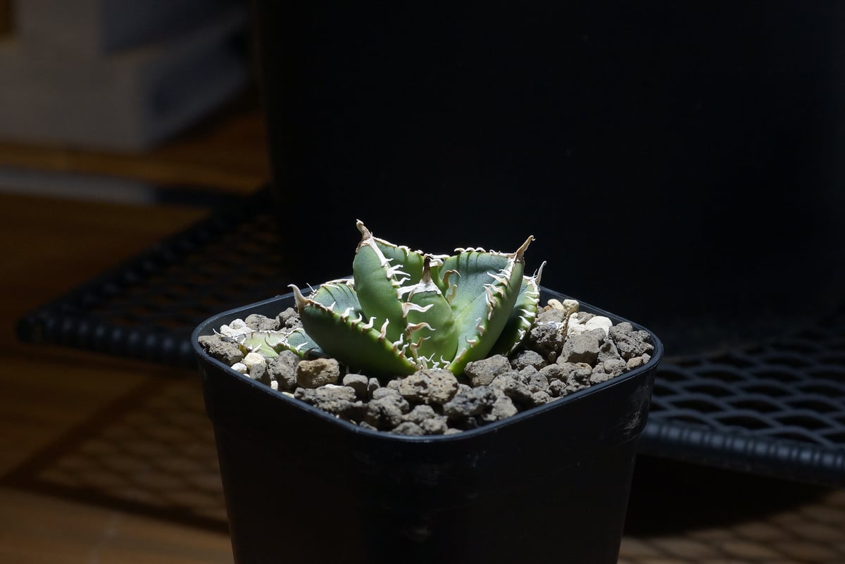 アガベ チタノタ 南アフリカダイヤモンド / SAD-11 | アガベ専門店