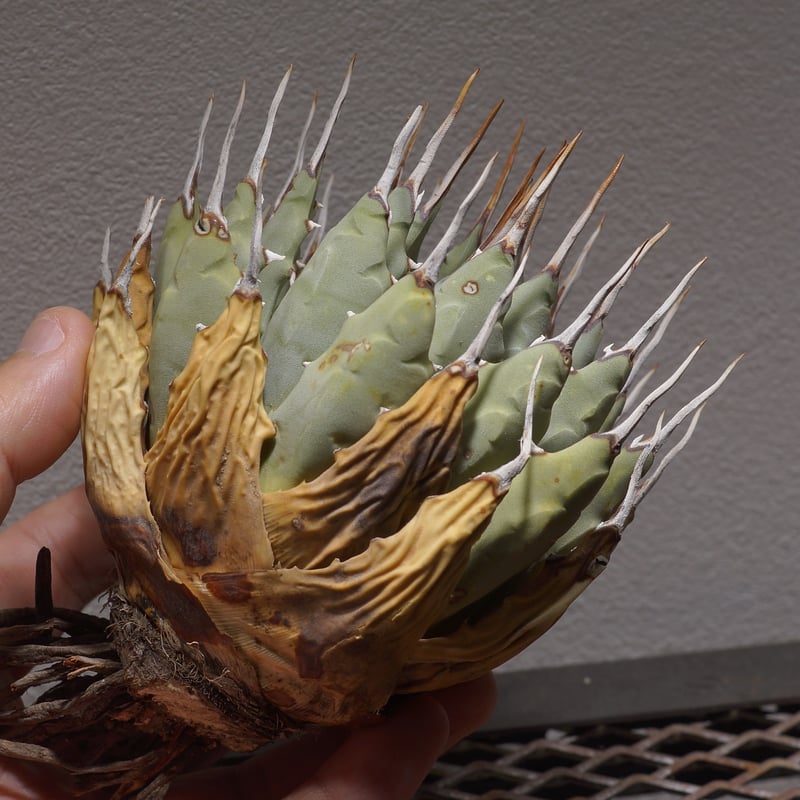 アガベ ユタエンシス エボリスピナ / ES-01【1月4日発根済】 | アガベ