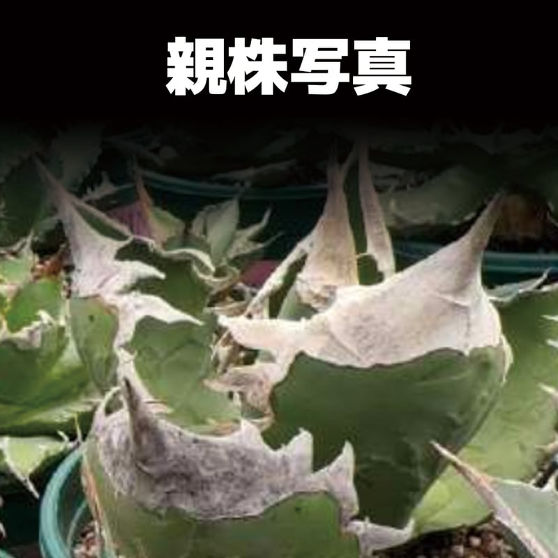 アガベ チタノタ 南アフリカダイヤモンド / SAD-03 | アガベ専門店