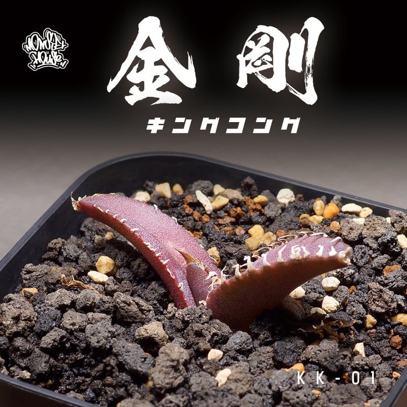 アガベ チタノタ 金剛 キングコング / KK-01 | アガベ専門店