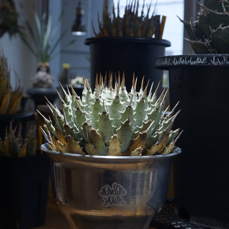 アガベ ユタエンシス エボリスピナ / ES-09 | アガベ専門店 モンスター