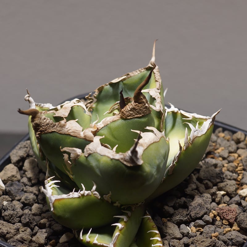 アガベ チタノタ 南アフリカダイヤモンド / SAD-03 | アガベ専門店