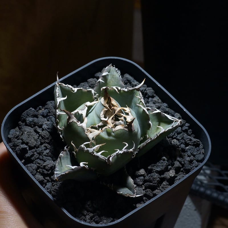 アガベ チタノタ 白鯨/ww-28 | アガベ専門店 モンスターハウス