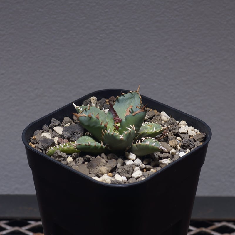 アガベ チタノタ 姫厳竜 / HM-09 | アガベ専門店 モンスターハウス