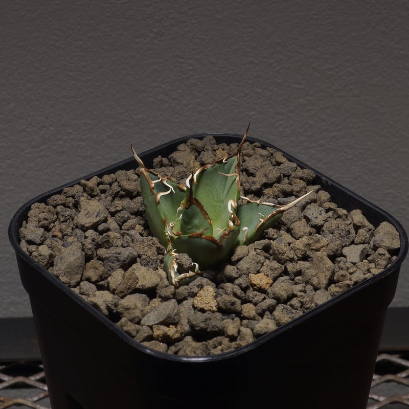 アガベ オアハカ オテロイ/ox-02 | アガベ専門店 モンスターハウス