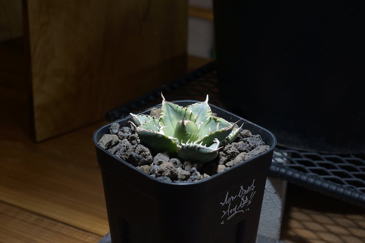 アガベ チタノタ 南アフリカダイヤモンド / SAD-10 | アガベ専門店