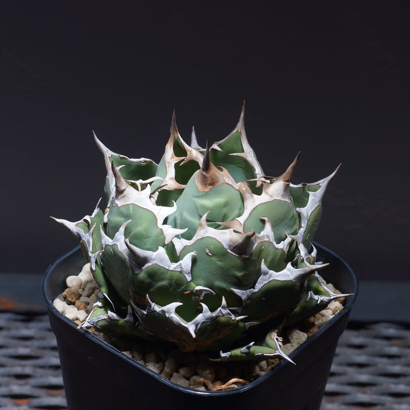 アガベ チタノタ 姫厳竜（ボールタイプ）/ HM-06 | アガベ専門店