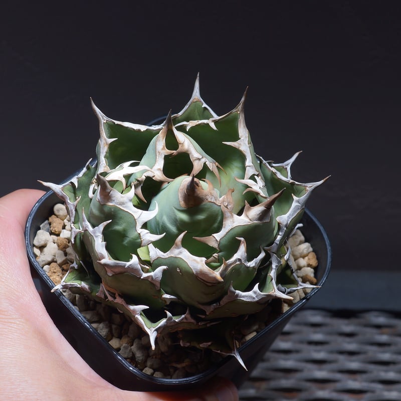 アガベ チタノタ 姫厳竜（ボールタイプ）/ HM-06 | アガベ専門店