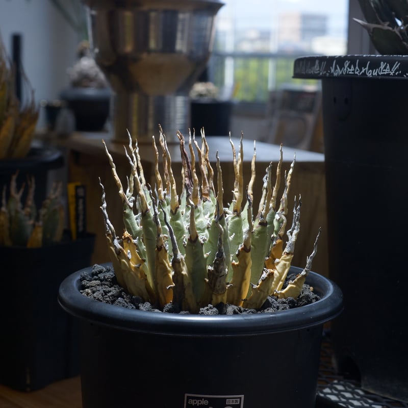 アガベ ユタエンシス エボリスピナ / ES-08 | アガベ専門店 モンスター