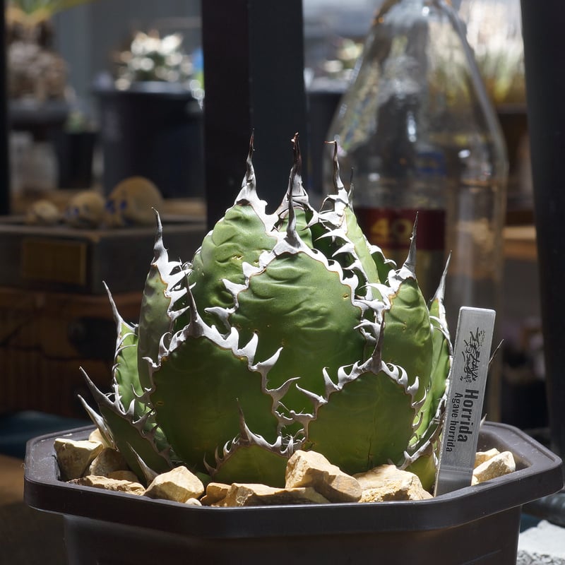 アガベ ホリダ hh-01 | アガベ専門店 モンスターハウス