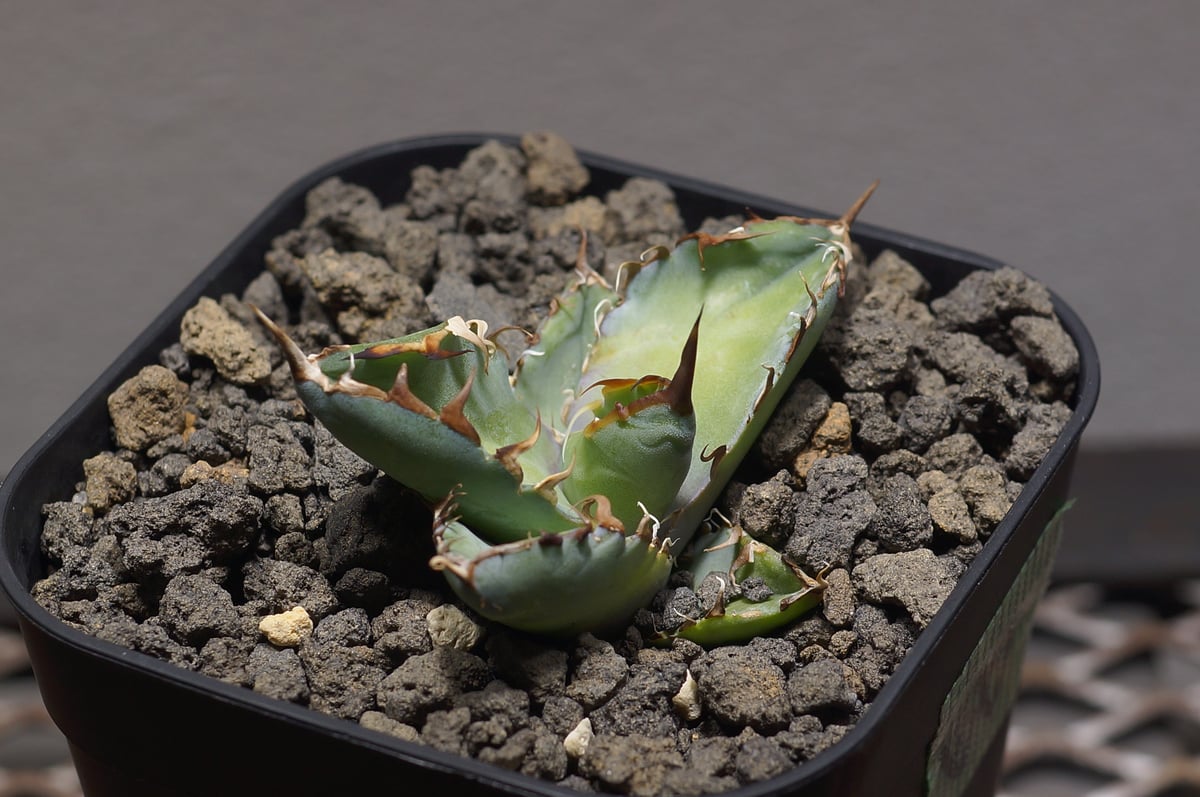 アガベ チタノタ ブラックアンドブルー/bb-36 | アガベ専門店