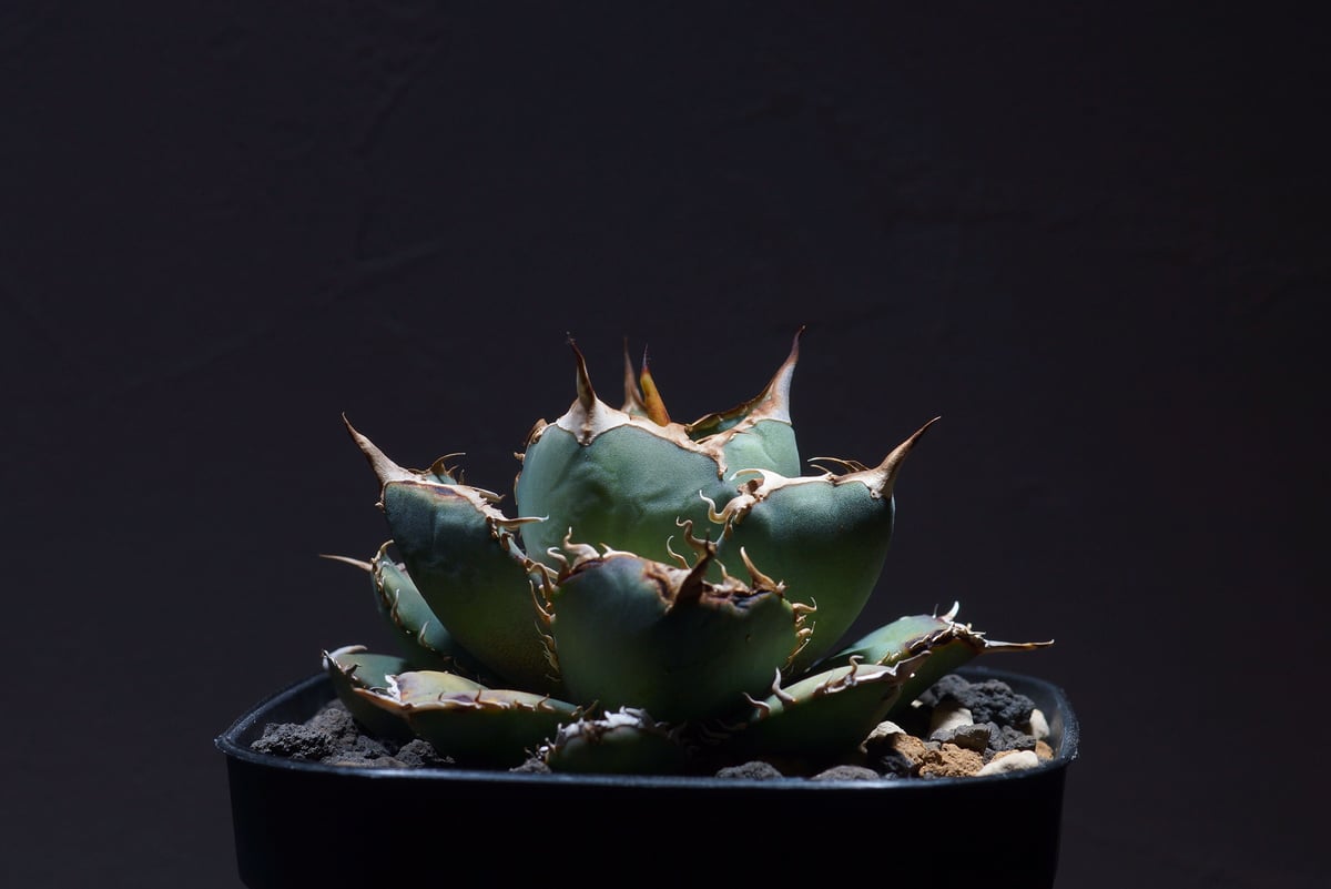 ⭐︎ オテロイ実生 選抜株 Brownie ⭐︎ オテロイ実生 選抜株 Brownie