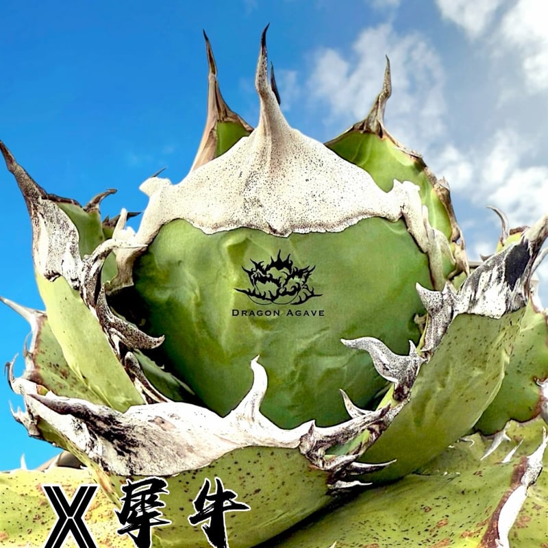 アガベ チタノタ 「レジェンド」（少し訳あり） 園芸ネット本店