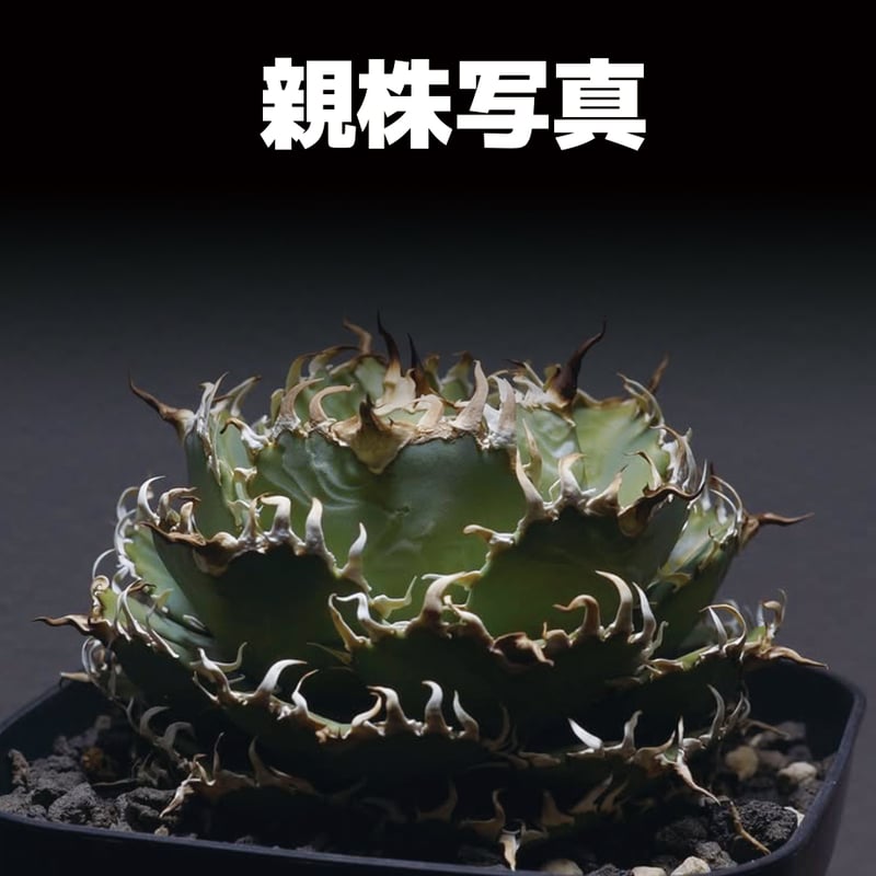 アガベ チタノタ フィリグリー /fg-01 | アガベ専門店 モンスターハウス