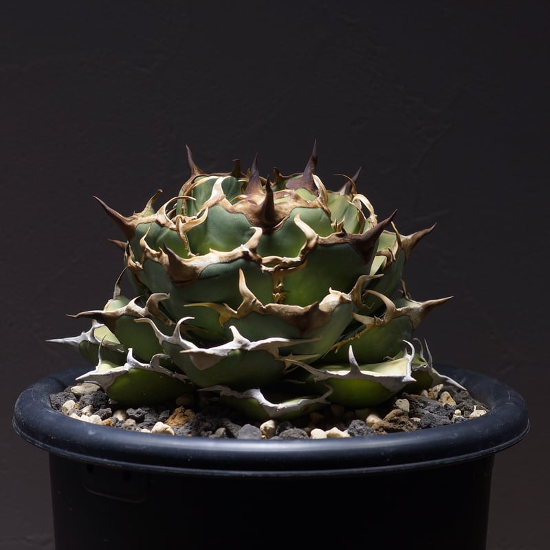 アガベ オアハカ オテロイ OX-01 | アガベ専門店 モンスターハウス