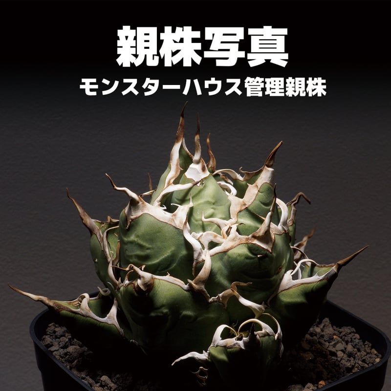 アガベ オアハカ オテロイ/ox-04 | アガベ専門店 モンスターハウス