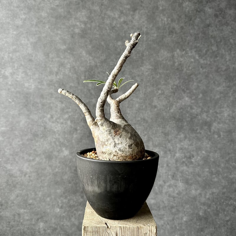 パキポディウム グラキリス【L】現地球/発根済 PGL-12 | Laule'a PLANTS