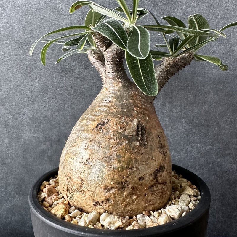 現地球・発根済】パキポディウム グラキリス 鉢付き 塊根植物