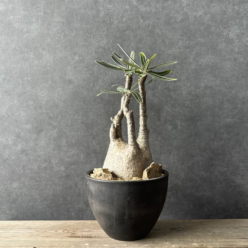 現地球・発根済】パキポディウム グラキリス 鉢付き 塊根植物