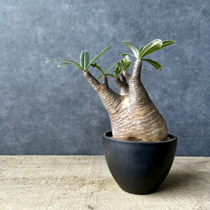 HARU☆パキポディウム グラキリス現地球 発根済み 塊根植物 パキプス