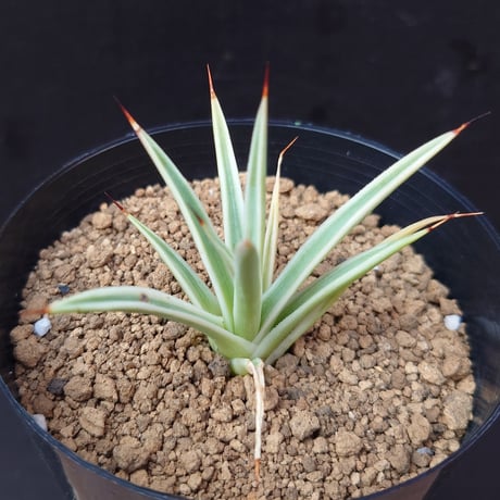 ストリクタ | STORES