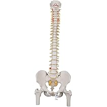 Amazon.co.jp: 脊柱模型 - 脊柱可動型モデル，大腿骨付 - 3B