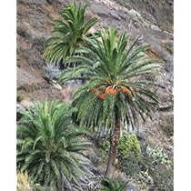 51Yef-6G96L._AC_UL210_SR210,