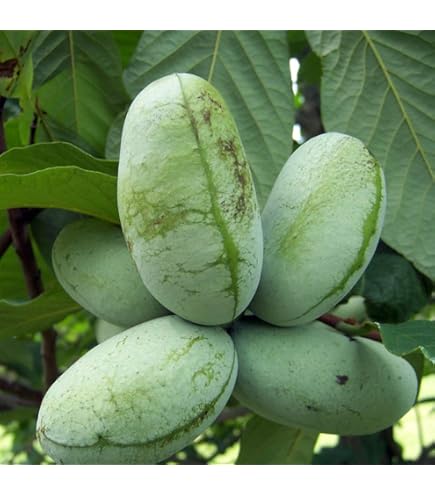 Amazon.co.jp: ラズベリー苗 Tulameen（トゥラミーン）新苗 : DIY